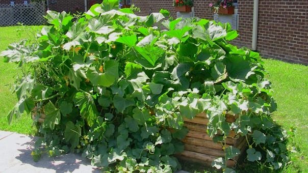 10399037_225048145121_3700858_n