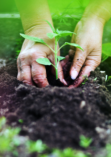 benefits of assisted living community gardens for seniors